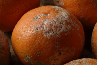 Zero Waste Kitchen Strategies